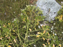 Lepidium rekohuense