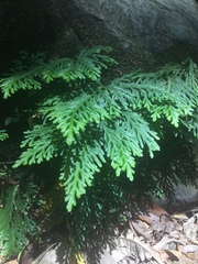 Selaginella delicatula
