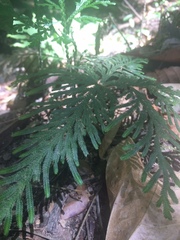 Selaginella delicatula