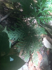 Selaginella delicatula