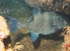 Grey Triggerfish