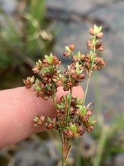 Juncus biflorus