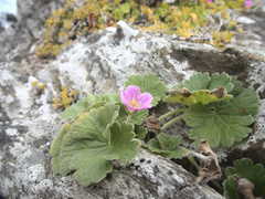 Geranium traversii