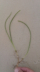 Halodule wrightii