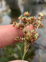 Juncus biflorus