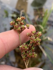 Juncus biflorus
