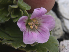 Geranium traversii
