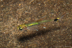 Characinae