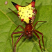 Arrow-shaped Orbweaver - Photo (c) Judy Gallagher, some rights reserved (CC BY)
