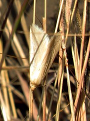 Rhodometra sacraria