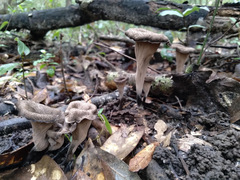 Craterellus fallax image