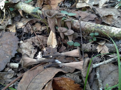 Craterellus fallax image