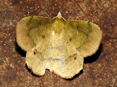 Erastria madecassaria