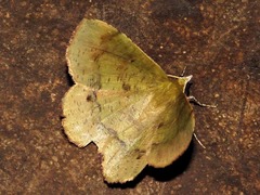 Erastria madecassaria