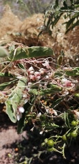 Cuscuta chilensis