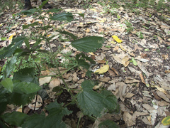 Urtica australis