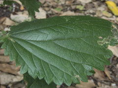 Urtica australis