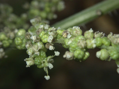 Urtica australis
