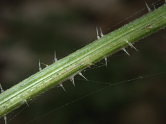 Urtica australis