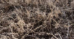 Krascheninnikovia lanata