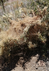 Cuscuta chilensis