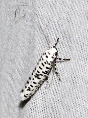 Yponomeuta strigillatus