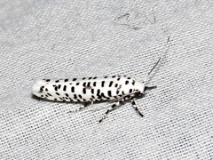 Yponomeuta strigillatus