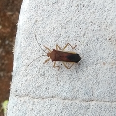 Anasa varicornis