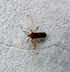 Anasa varicornis