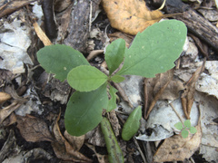 Melicytus chathamicus