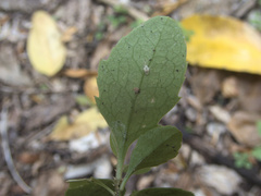 Melicytus chathamicus