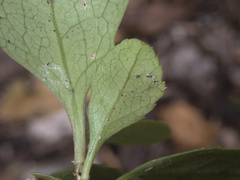 Melicytus chathamicus