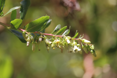 Escallonia illinita
