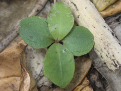 Myrsine chathamica