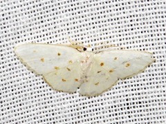 Comostolopsis stillata stillata