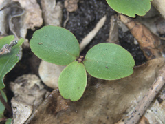 Myrsine chathamica
