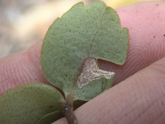 Myrsine chathamica