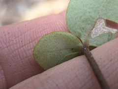 Myrsine chathamica