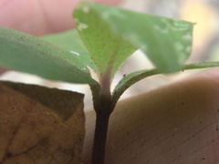 Myrsine chathamica