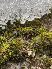 Orthotrichum ohioense