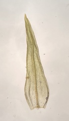 Orthotrichum ohioense