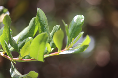 Escallonia illinita