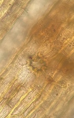 Orthotrichum ohioense