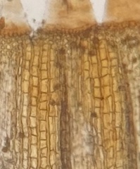 Orthotrichum ohioense