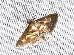 Syngamia
