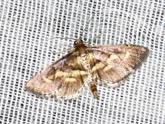 Syngamia
