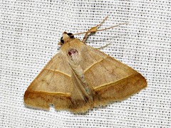 Plecoptera laniata