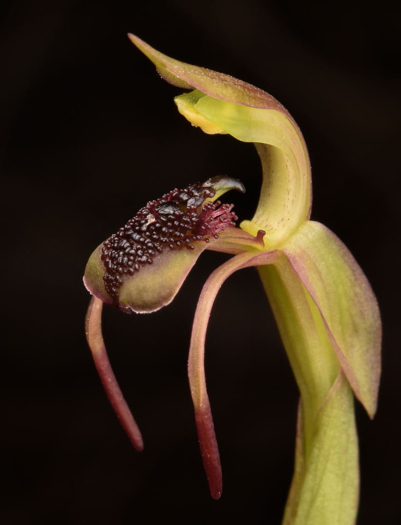 short-clubbed wasp orchid