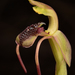 Short-clubbed Wasp Orchid - Photo (c) izakschoon, some rights reserved (CC BY-NC), uploaded by izakschoon