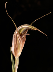 Pterostylis coccina